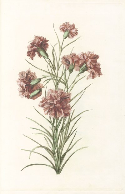 Stalk with Six Carnations by Anonymous