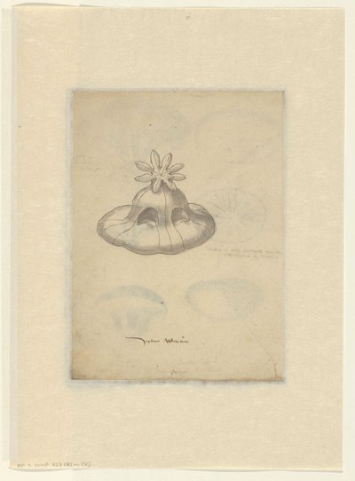 Study of a Jellyfish by Anonymous