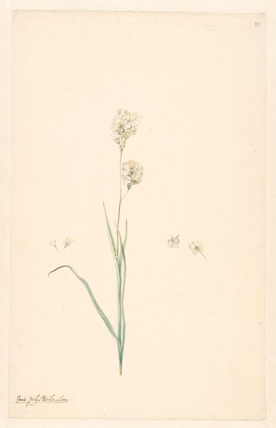 Branch of Ixia Olystachya with Details of Stamen and Flower by Anonymous