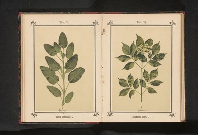Branch of a Common Elder by Anonymous