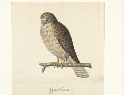 Kestrel (Lombard Album) by Anonymous