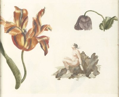 Tulip, poppy, and Andromeda by Anonymous