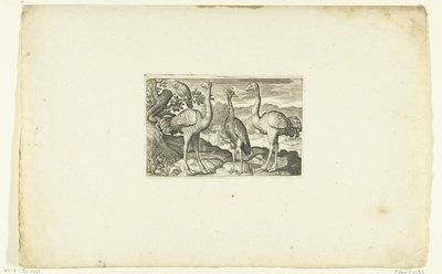 Two Ostriches Flanking a Crowned Crane Volatilium varii generis (...) (series title) by Anonymous