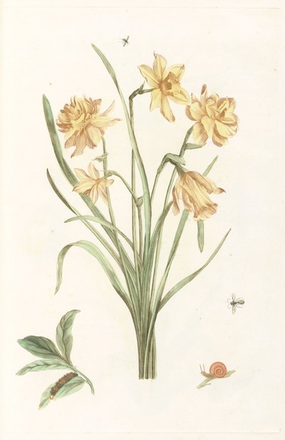 Five daffodils by Anonymous