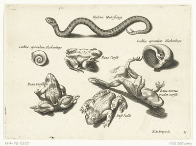 Water Snake, Frogs, and Toads by Anonymous