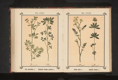Rue and fenugreek by Anonymous