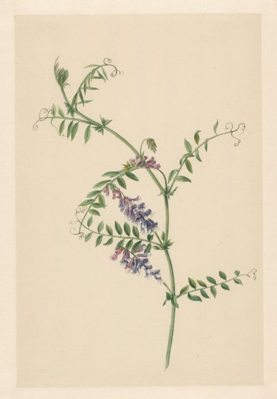 Vetch by Anonymous