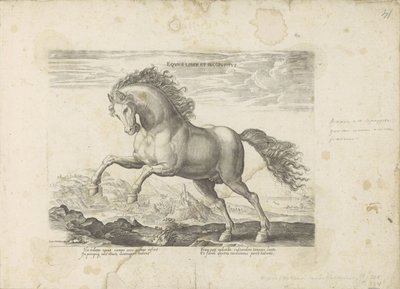 Wild horse by Anonymous