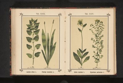 White Dead-Nettle and Ribwort Plantain by Anonymous