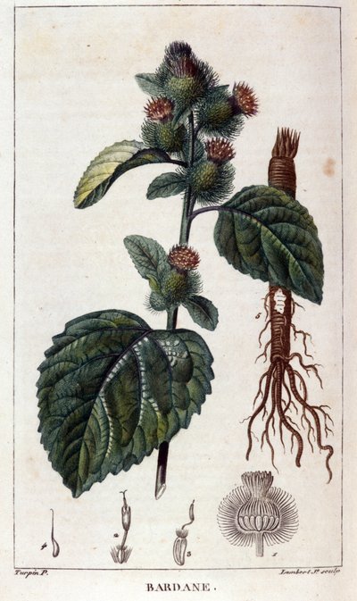 Botanical board: burdock (arctium) by Anonymous Anonymous