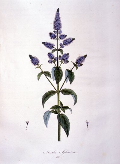 Botanical board: wild mint (mentha sylvestris). 19th century engraving by Anonymous Anonymous
