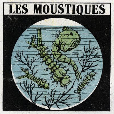 Light projection: use of a projection lantern to observe mosquito larvae by Anonymous Anonymous