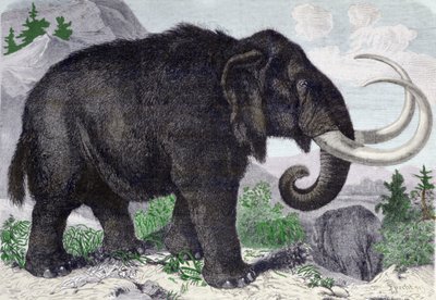 Representation of a Mammoth. Reconstituted after the discoveries of Adams, a member of the St. Petersburg Academy. Engraving from 1867 by Anonymous Anonymous