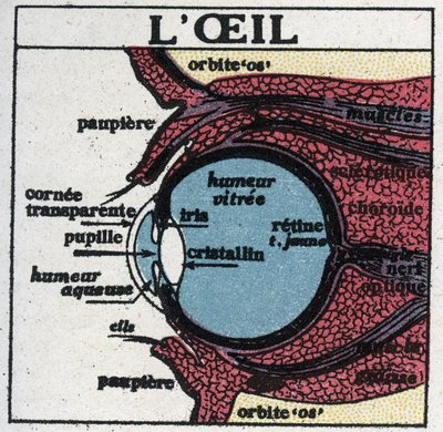 The eye: cross section of a human eye by Anonymous Anonymous