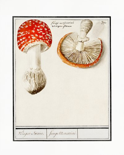 Fly Agaric by Anselmus Boëtius de Boodt