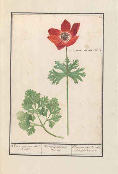 Anemone with Tuberous Root by Anselmus Boëtius de Boodt
