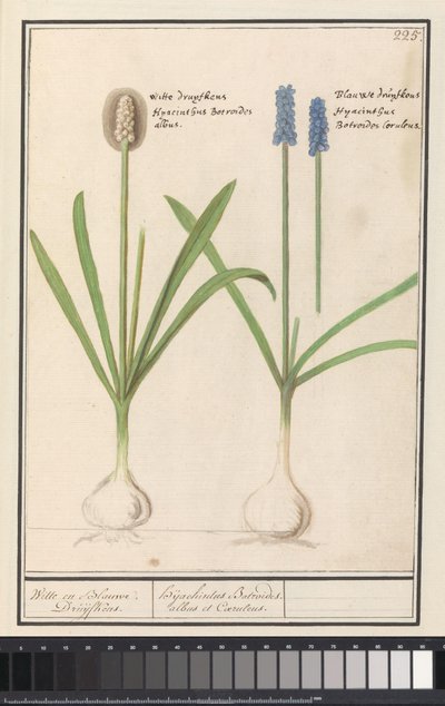 Blue and White Grapes (Muscari botryoides) by Anselmus Boëtius de Boodt