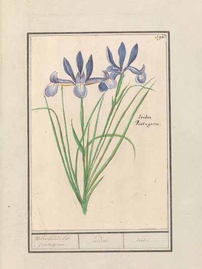Blue Iris (Iris sibirica) by Anselmus Boëtius de Boodt