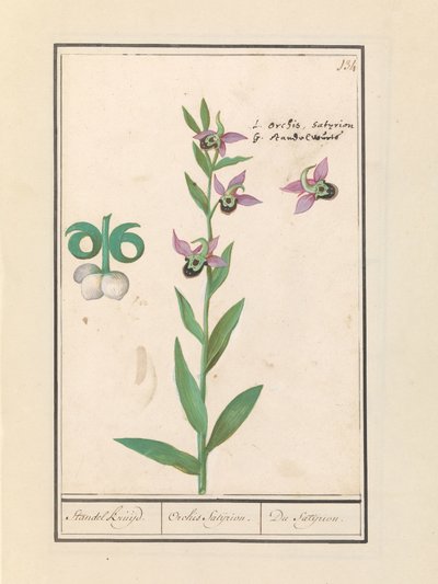 Laughing Bumblebee Orchid (Ophrys bombyliflora) and Anemones (Anemone) by Anselmus Boëtius de Boodt
