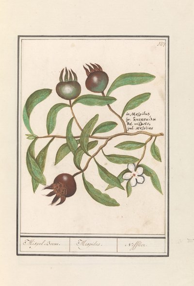 Medlar (Mespilus germanica) by Anselmus Boëtius de Boodt