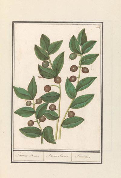 Olive (Olea europaea) / Laurel Tree / Bacca Laurus / Laurel by Anselmus Boëtius de Boodt