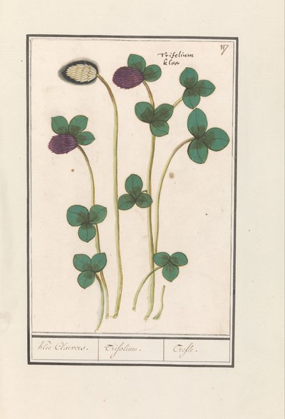 Red Clover (Trifolium pratense) by Anselmus Boëtius de Boodt