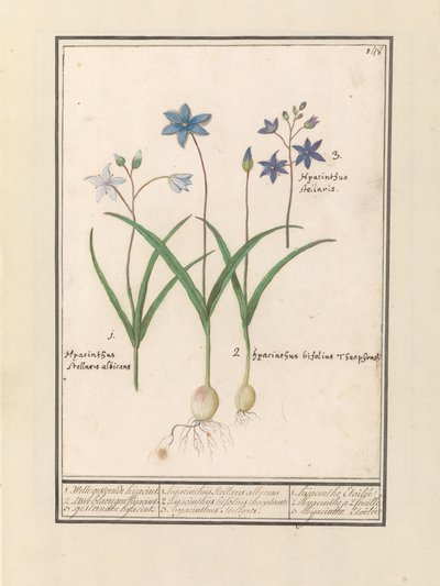 Star Hyacinth (Scilla) by Anselmus Boëtius de Boodt