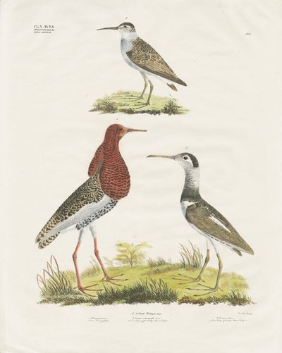 Sandpipers and Ruff by Anstalt Arnz & Co.