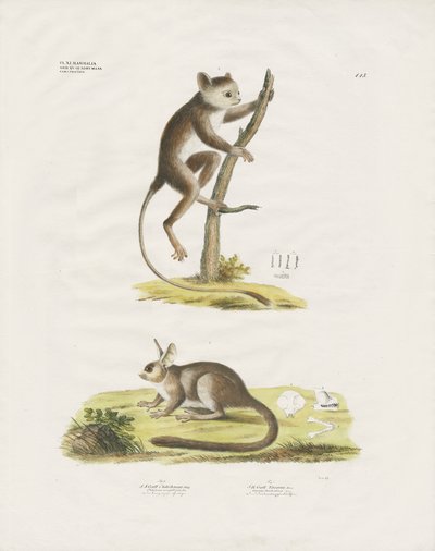 Small Mammals from the Rodent Family by Anstalt Arnz & Co.