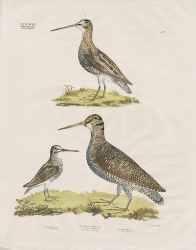 Snipe Species by Anstalt Arnz & Co.