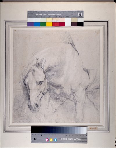 Head and Forequarters of a gray horse by Anthony van Dyck