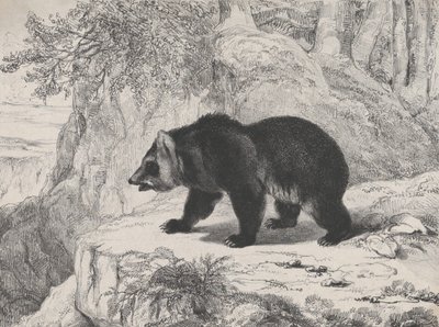 Mississippi Bear by Antoine Louis Barye