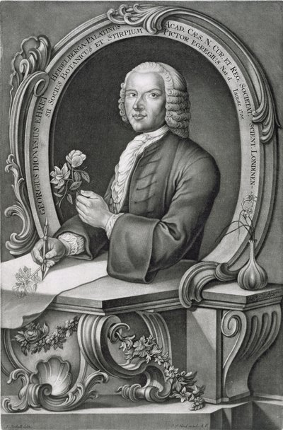Portrait of Georg Dionysius Ehret, engraved by Johann Jakob Haid by Anton Heckel
