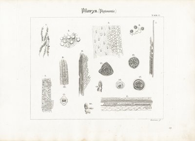 Plant Anatomy by Anton Wachsmann