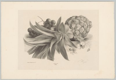 Pineapple and Grapes by Anton Weiss