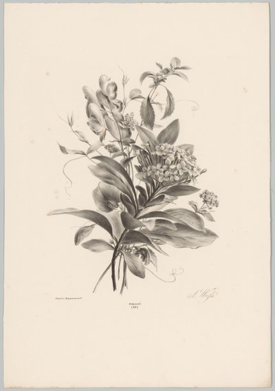 Hydrangeas and Other Flowers (Flower and Fruit Studies, 10th installment) by Anton Weiss