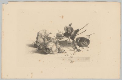 Roses by Anton Weiss
