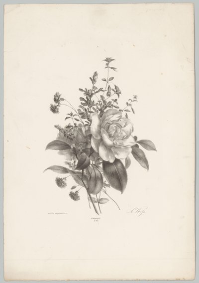 Roses, Carnations, and Fuchsia (Flower and Fruit Studies, 10th Issue) by Anton Weiss