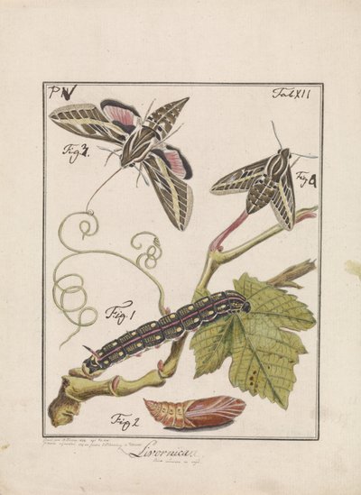 From Caterpillar to Butterfly (Livornica) by Antoni Zürcher
