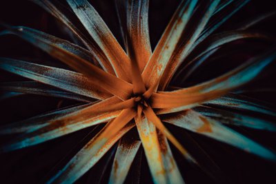 Bromelioideae, 2015 by Antonio Schubert