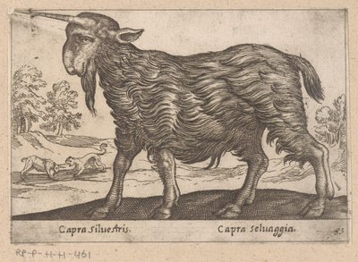 Goat with One Horn (Capra Silvestris/Capra Selvaggia) by Antonio Tempesta