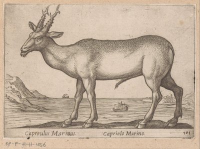 Deer (Capreulus Marinus/Capriolo Marino) (title on object) Animals and Fabulous Creatures (series title) Nova Raccolta de li Animali Piu Curiosi del Mondo (series title) by Antonio Tempesta