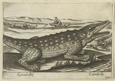 Crocodile (Animals and Mythical Creatures, Nova raccolta de li animali piu curiosi del mondo) by Antonio Tempesta
