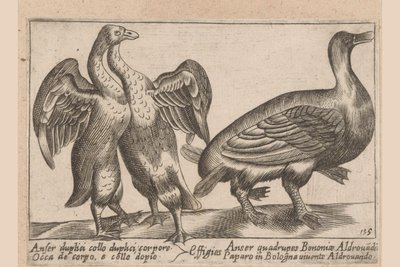 Deformed Geese by Antonio Tempesta