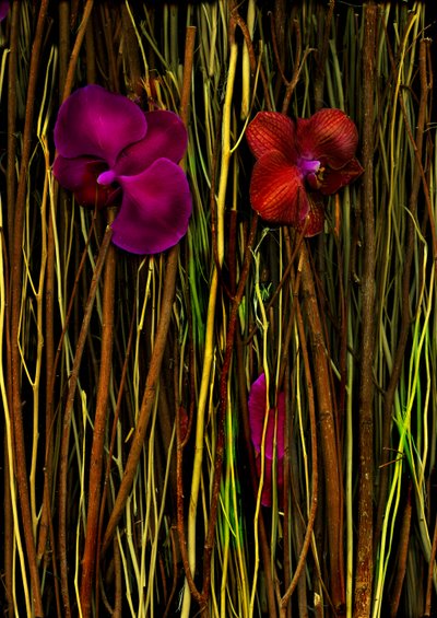 Blossoms No.2, 2014 by Antonius Antonius