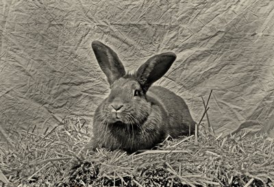 Goodbye Durer by Antonius Antonius