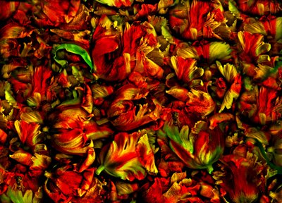 Bed of Tulips by Antonius Antonius