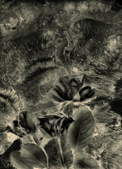 Mono Roses by Antonius Antonius