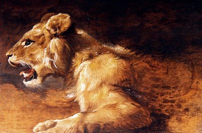 Study of a Young Lion, c.1640 by Antwerp School