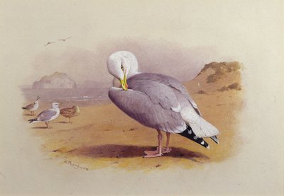 A Herring Gull on a Beach with the Bass Rock Beyond by Archibald Thorburn